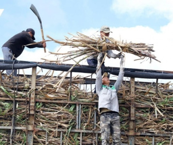 Đẩy mạnh tuyên truyền, cam kết bảo đảm trật tự, an toàn giao thông trong vụ thu hoạch mía đường 2025 - 2026