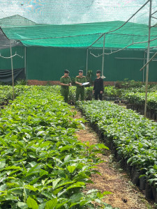 Tăng cường công tác quản lý nhà nước trong hoạt động sản xuất, buôn bán giống cây trồng trên địa bàn tỉnh Đắk Lắk