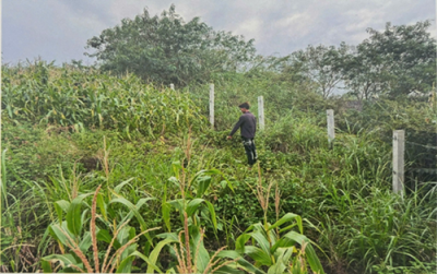 Khởi tố vụ án em gái bị hai anh ruột xâm hại tình dục