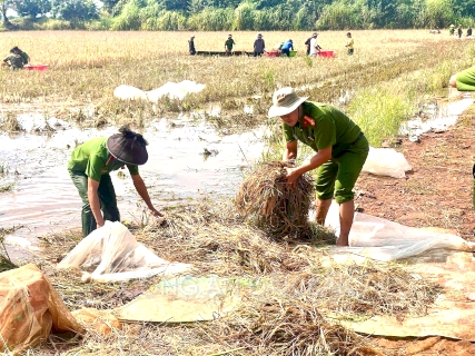 Công an xã Ea Na, tỉnh Đắk Lắk giúp người dân thu hoạch lúa tránh thiên tai