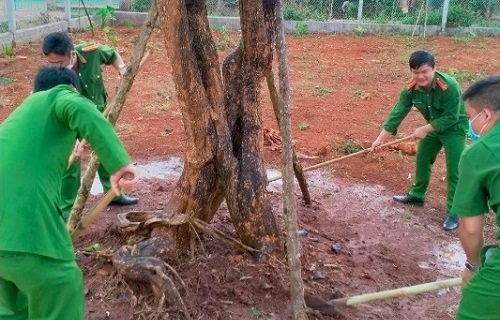 Công an thị xã Buôn Hồ tích cực hưởng ứng phong trào “Tết trồng cây” nhân dịp xuân Nhâm Dần 2022